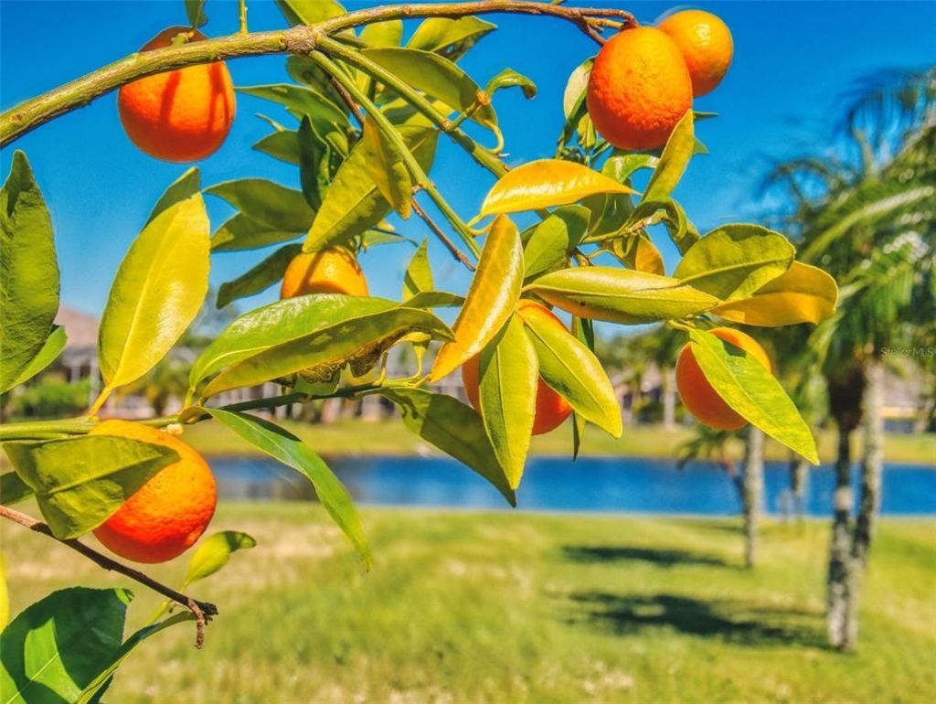 3611 Marisol Court, New Smyrna Beach, FL 32168 Photo