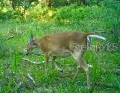 01 Unnamed, Spring Hill, FL 34610 Photo