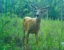 01 Unnamed, Spring Hill, FL 34610 Photo