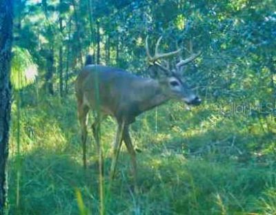 01 Unnamed, Spring Hill, FL 34610 Photo