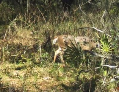 01 Unnamed, Spring Hill, FL 34610 Photo