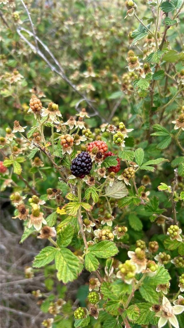 01 Unnamed, Spring Hill, FL 34610 Photo