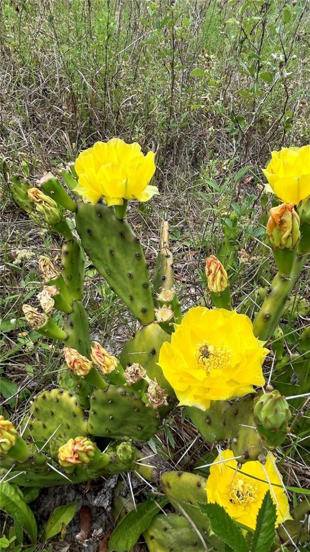 01 Unnamed, Spring Hill, FL 34610 Photo