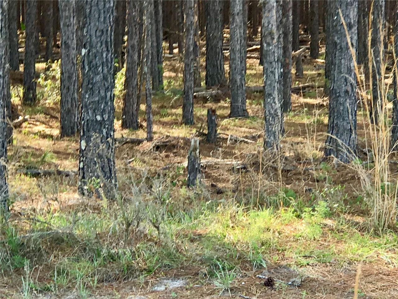 01 Unnamed, Spring Hill, FL 34610 Photo