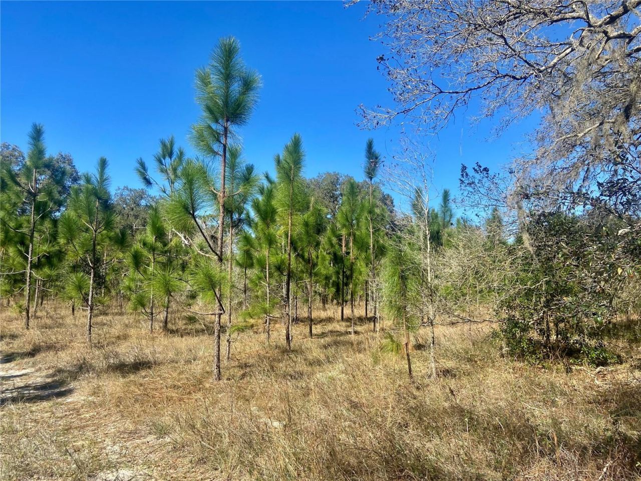 01 Unnamed, Spring Hill, FL 34610 Photo