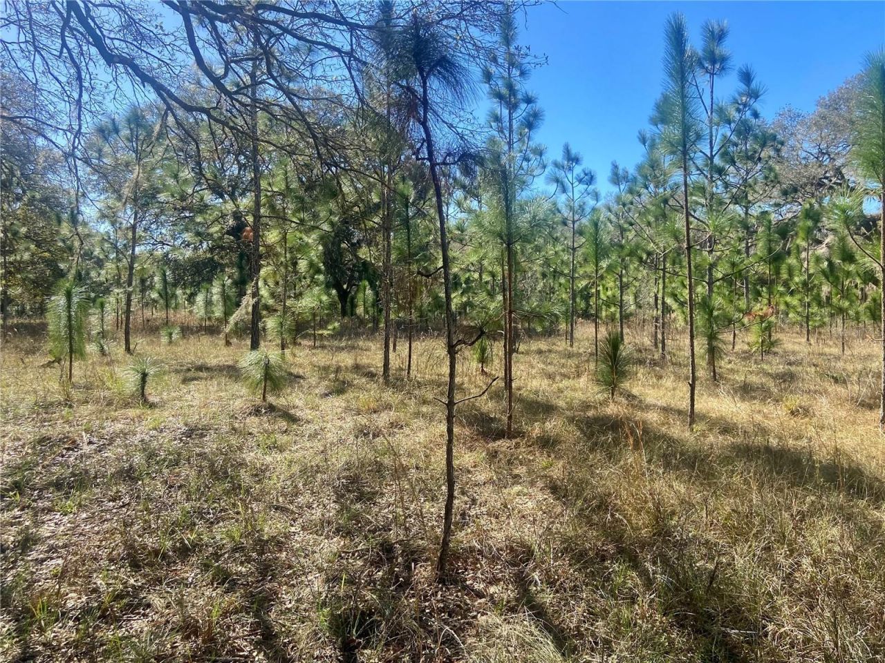 01 Unnamed, Spring Hill, FL 34610 Photo