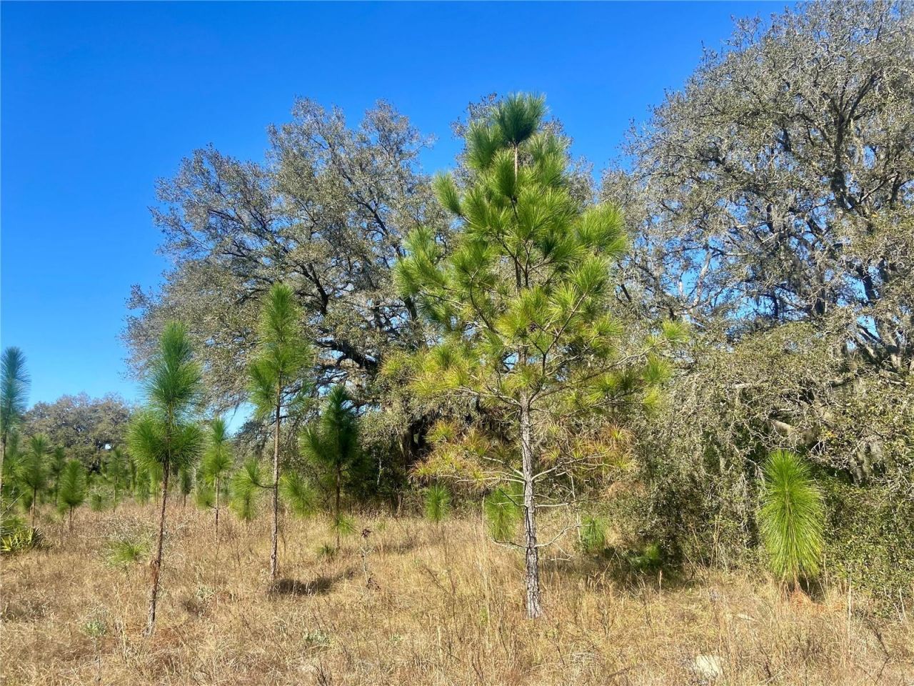 01 Unnamed, Spring Hill, FL 34610 Photo