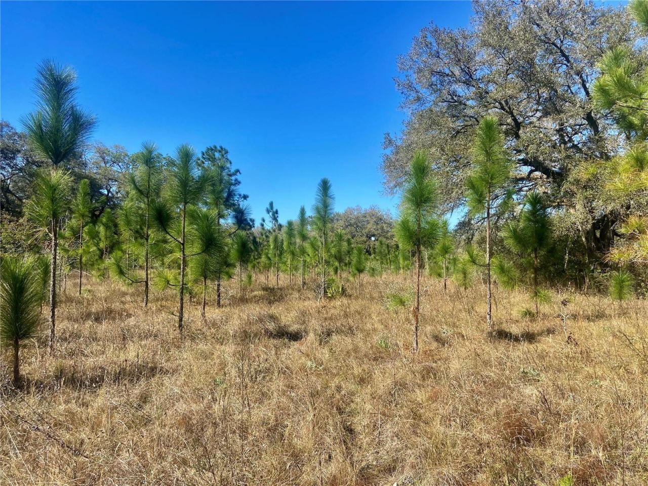 01 Unnamed, Spring Hill, FL 34610 Photo