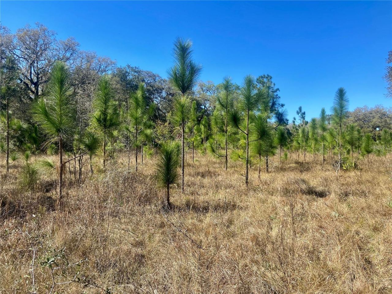 01 Unnamed, Spring Hill, FL 34610 Photo