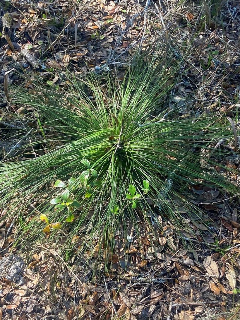 01 Unnamed, Spring Hill, FL 34610 Photo