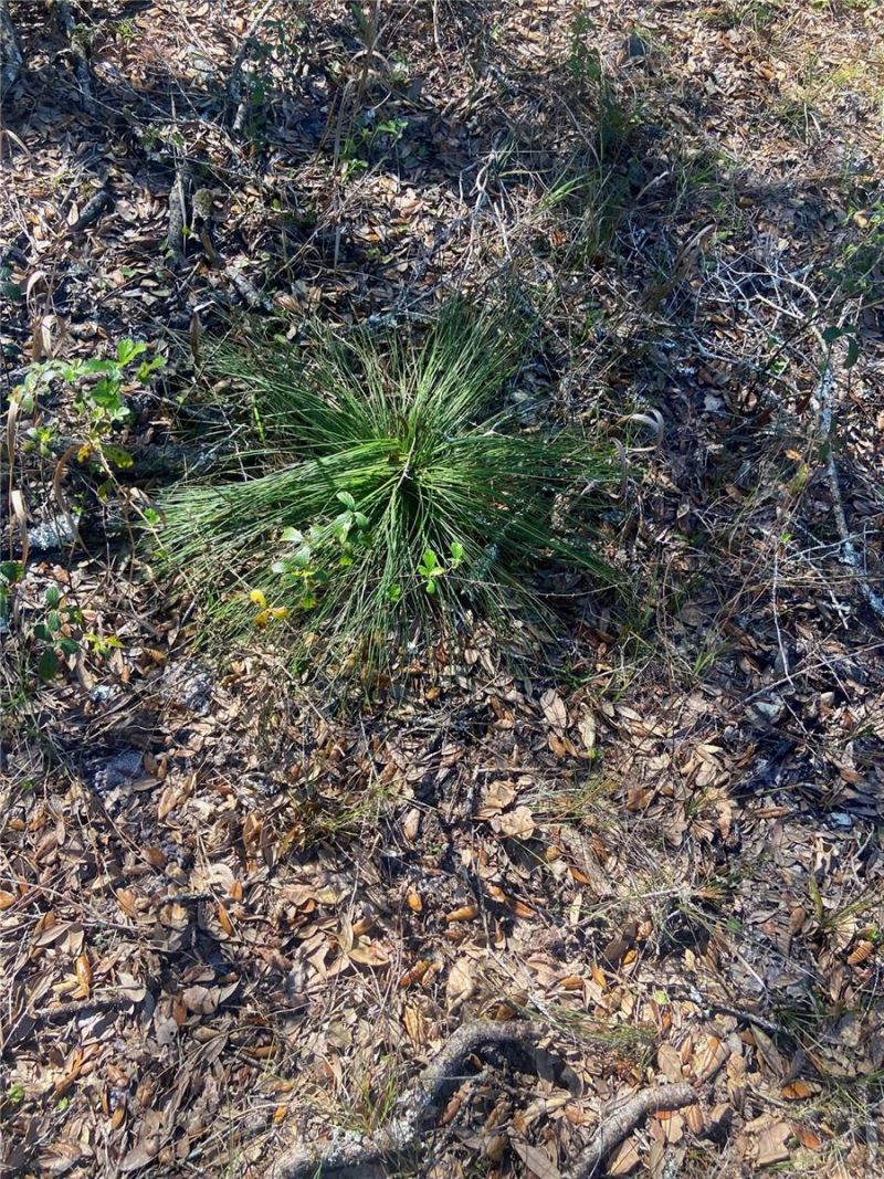 01 Unnamed, Spring Hill, FL 34610 Photo