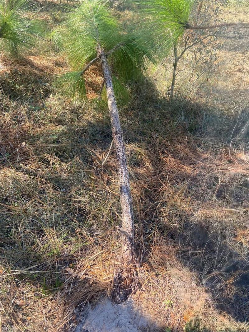 01 Unnamed, Spring Hill, FL 34610 Photo