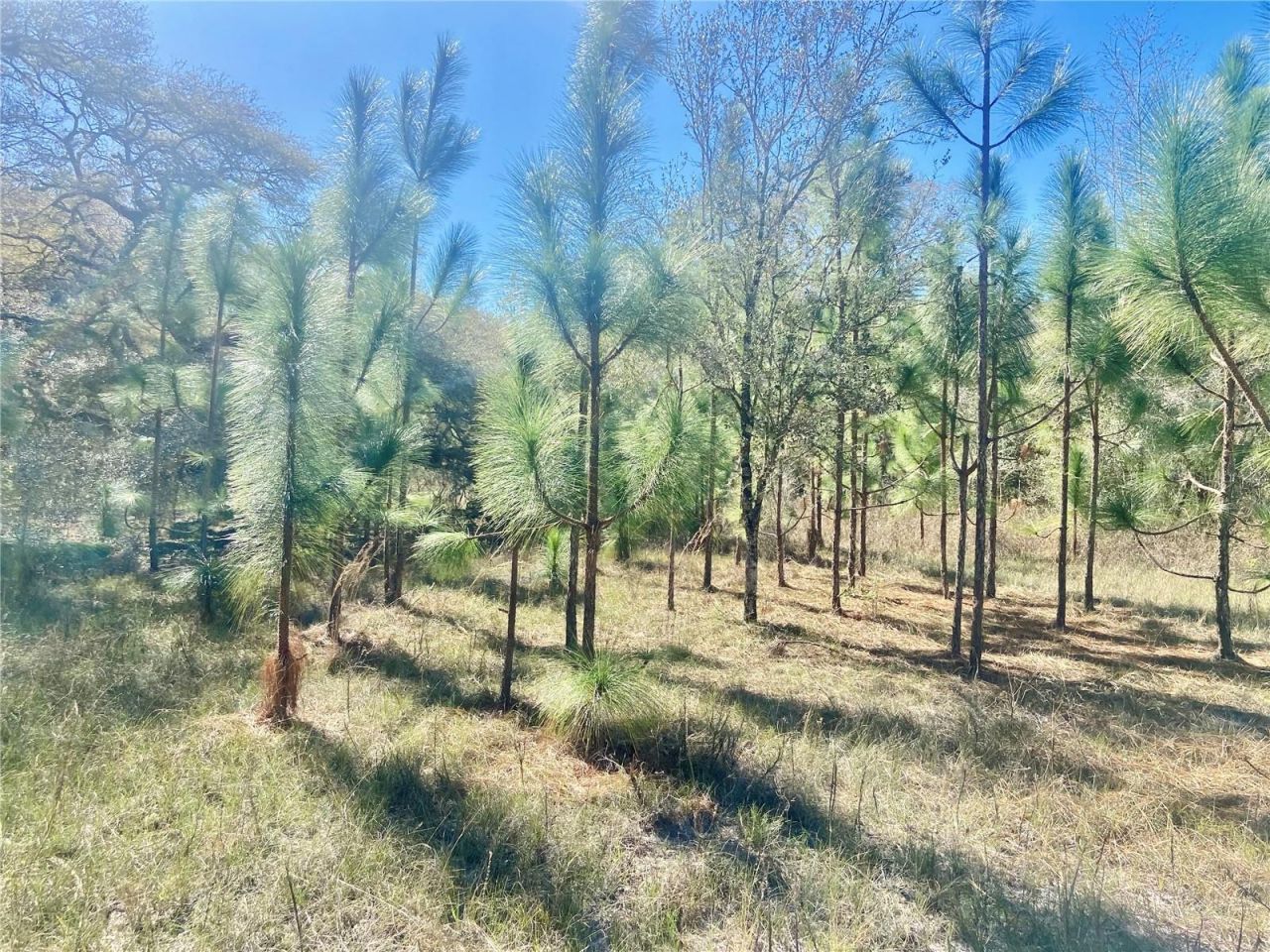 01 Unnamed, Spring Hill, FL 34610 Photo