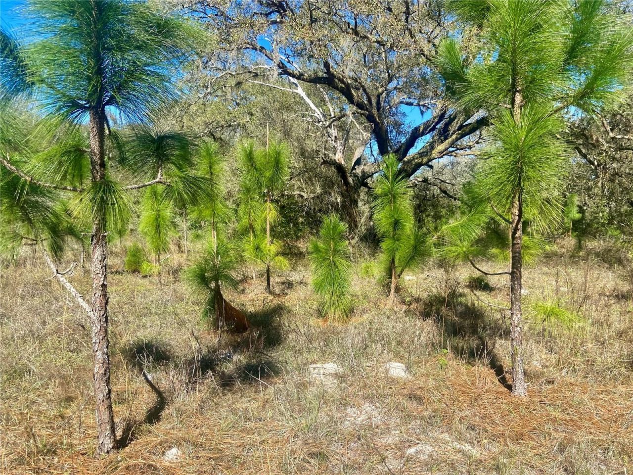 01 Unnamed, Spring Hill, FL 34610 Photo