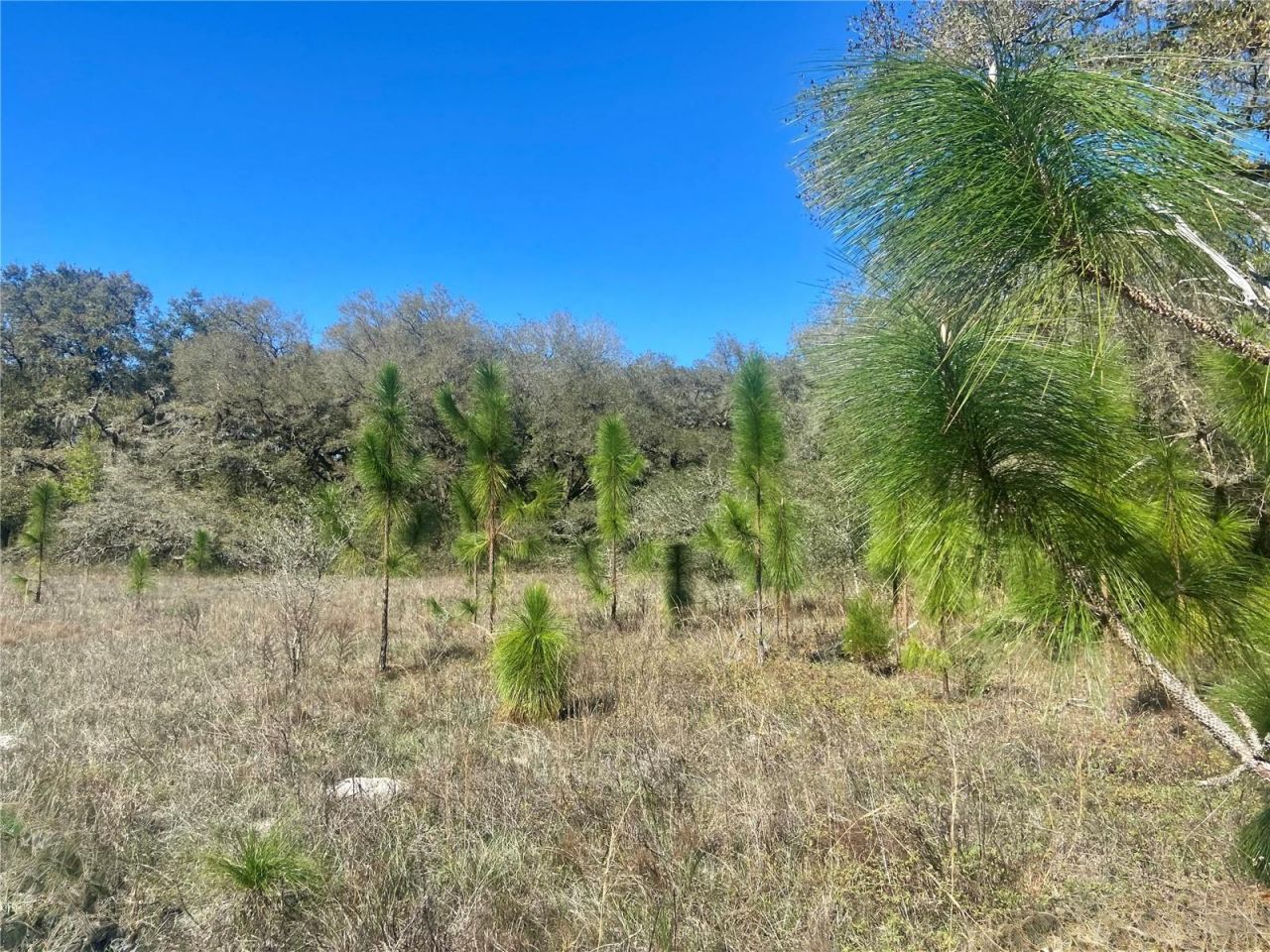 01 Unnamed, Spring Hill, FL 34610 Photo