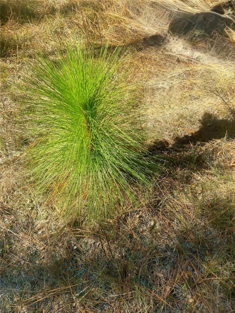 01 Unnamed, Spring Hill, FL 34610 Photo