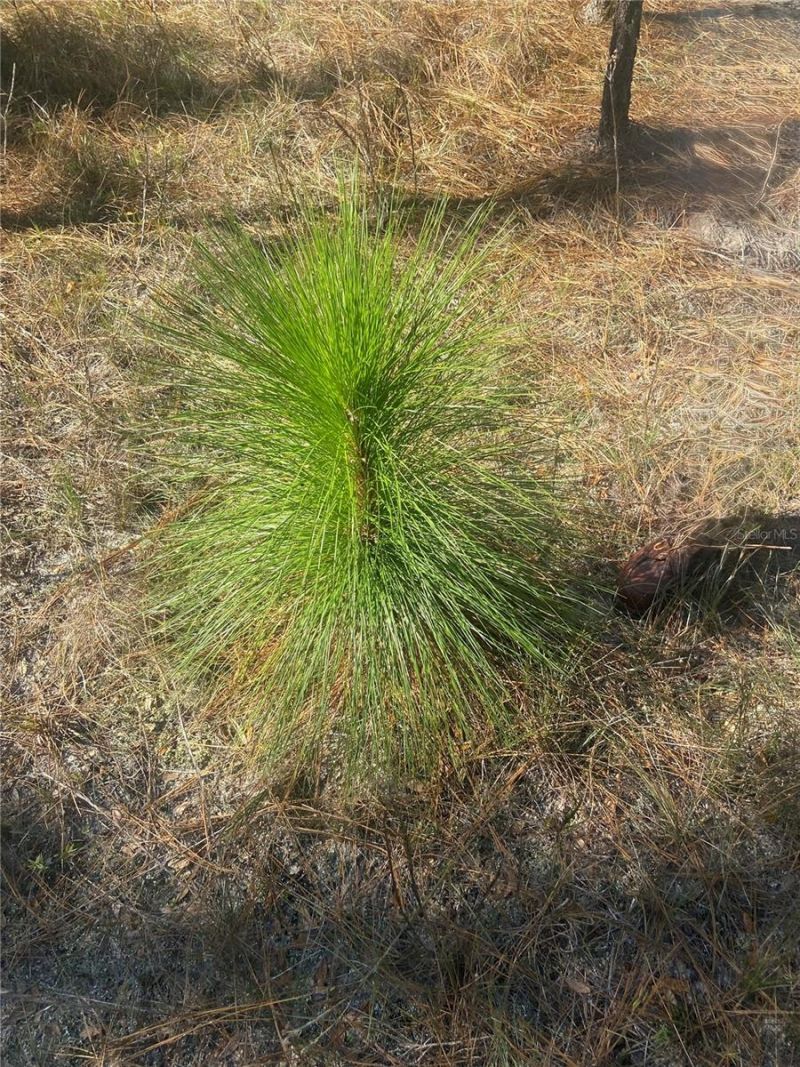 01 Unnamed, Spring Hill, FL 34610 Photo