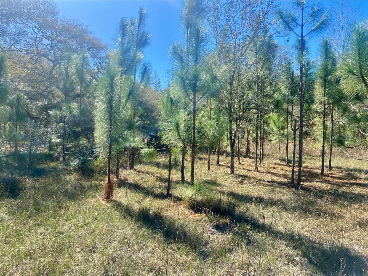 01 Unnamed, Spring Hill, FL 34610 Photo