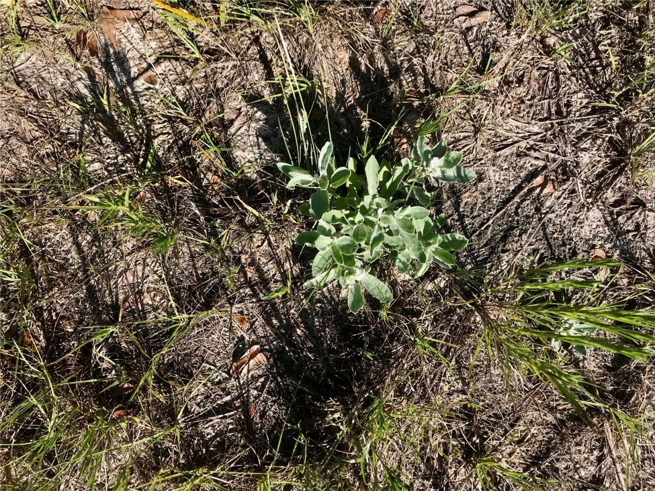 01 Unnamed, Spring Hill, FL 34610 Photo