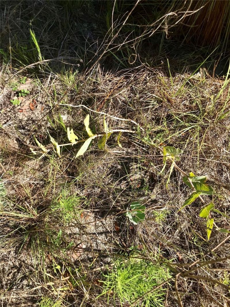 01 Unnamed, Spring Hill, FL 34610 Photo