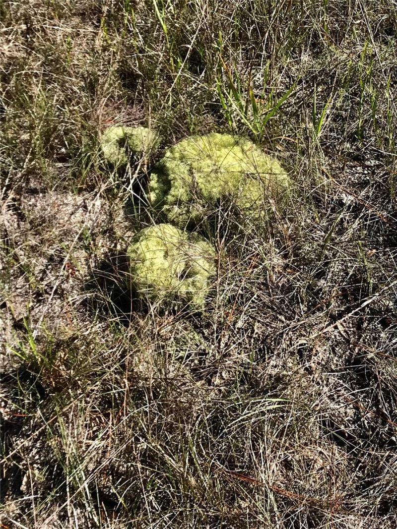 01 Unnamed, Spring Hill, FL 34610 Photo