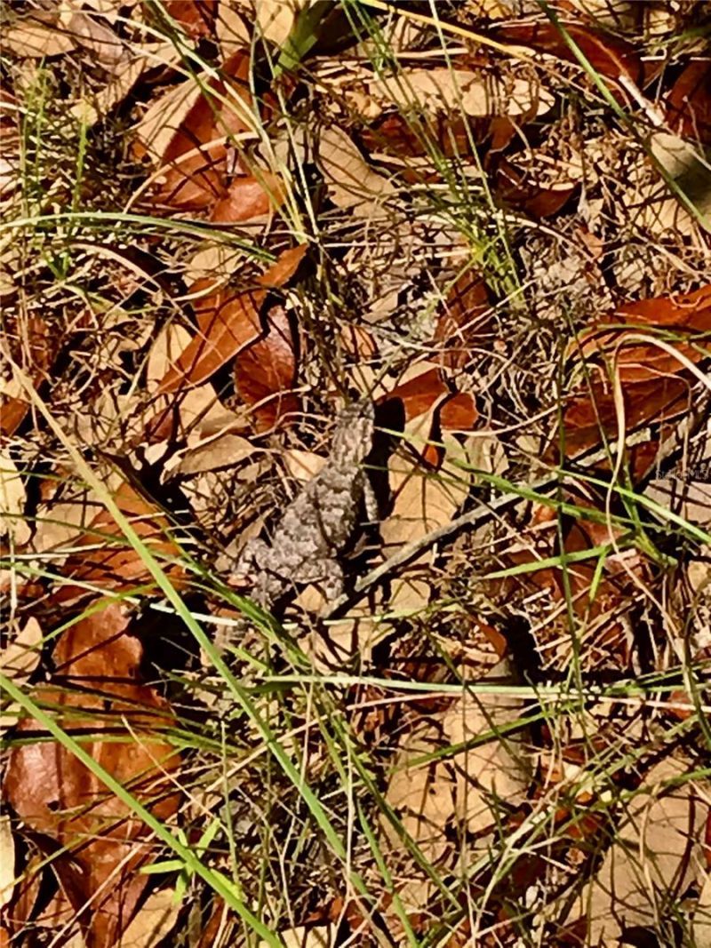 01 Unnamed, Spring Hill, FL 34610 Photo