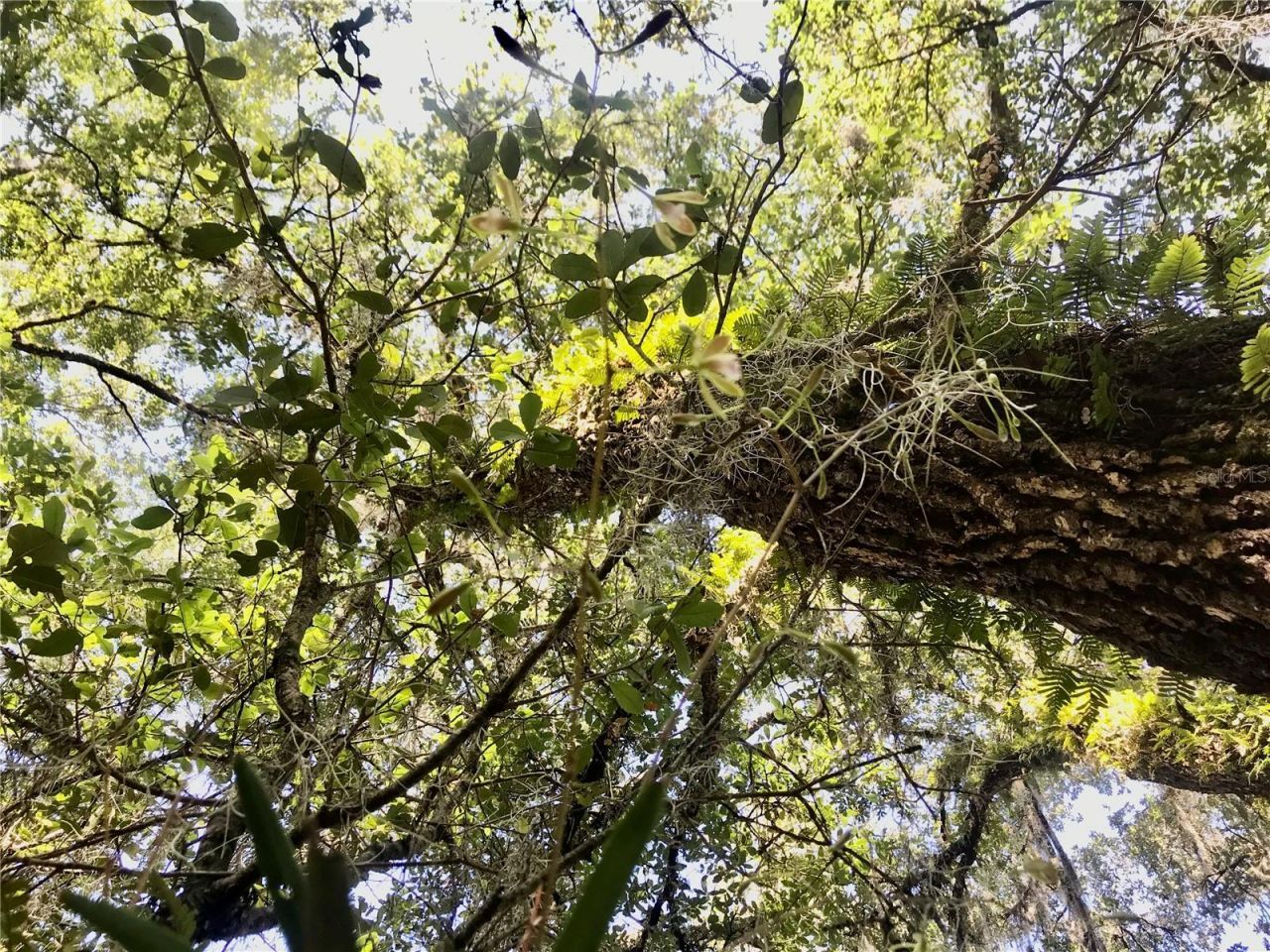 01 Unnamed, Spring Hill, FL 34610 Photo