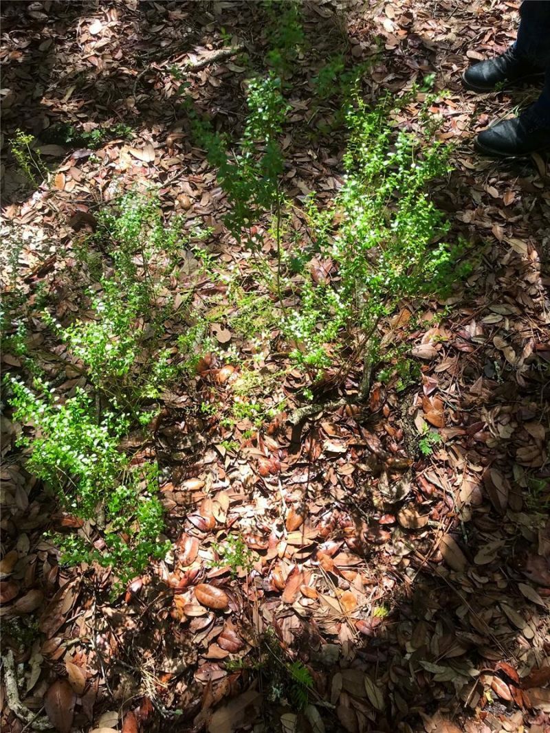 01 Unnamed, Spring Hill, FL 34610 Photo