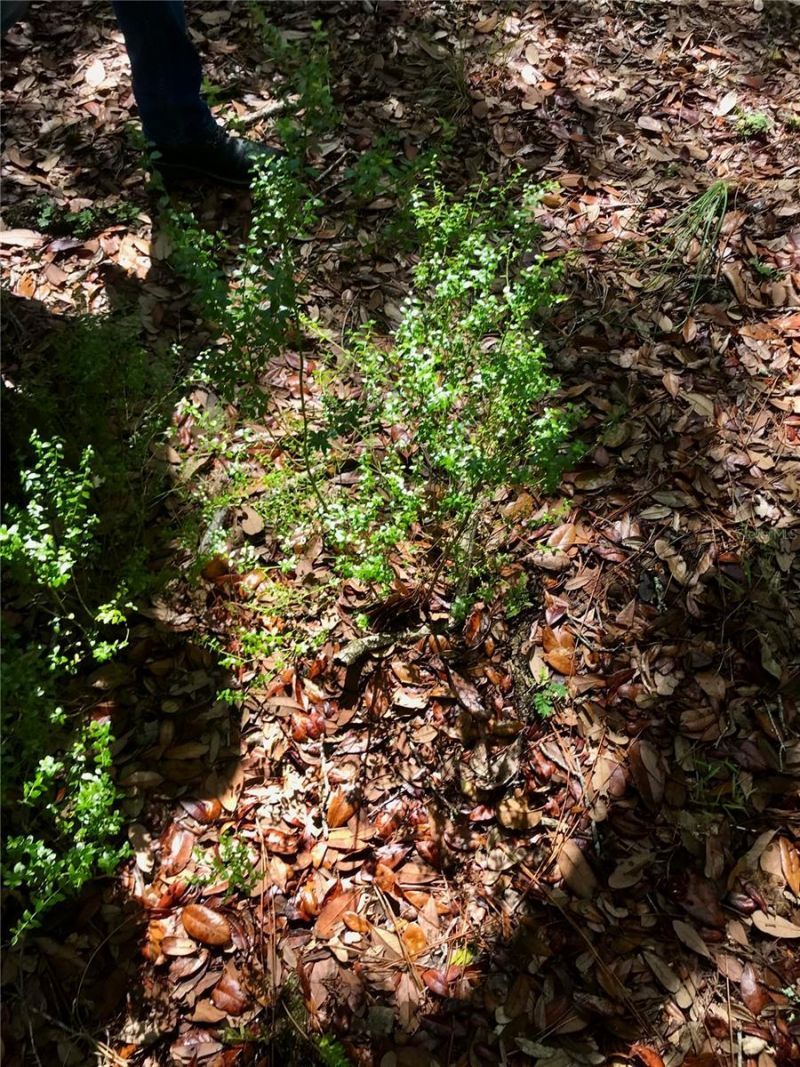 01 Unnamed, Spring Hill, FL 34610 Photo