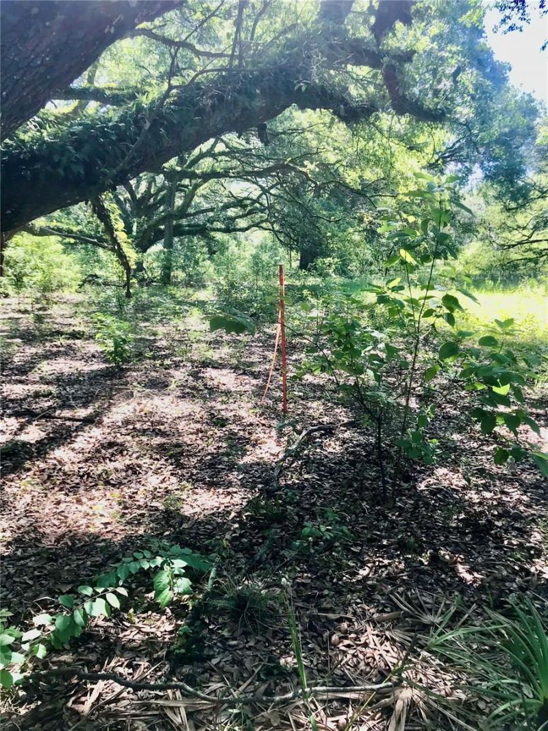 01 Unnamed, Spring Hill, FL 34610 Photo