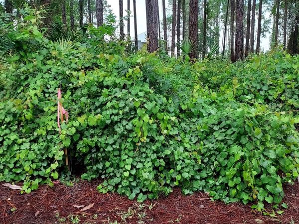 118 Royal Tern Way, Carrabelle, FL 32322