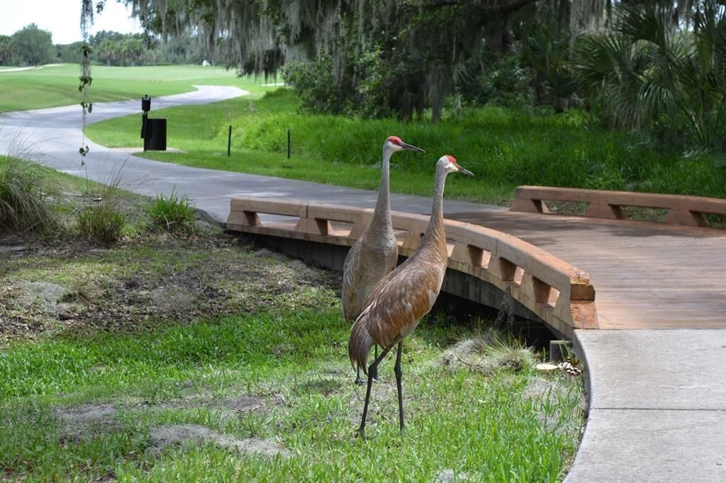 8847 Colonels Court, Sarasota, FL 34240 Photo