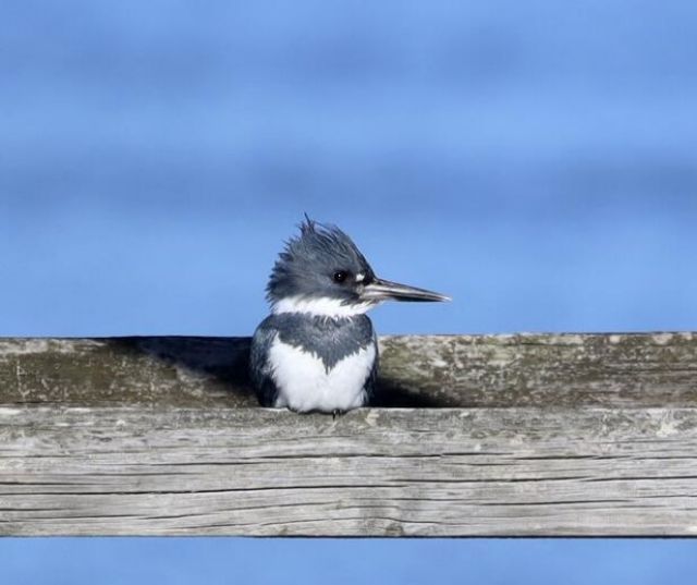 4559 Smoak Road Photo 17