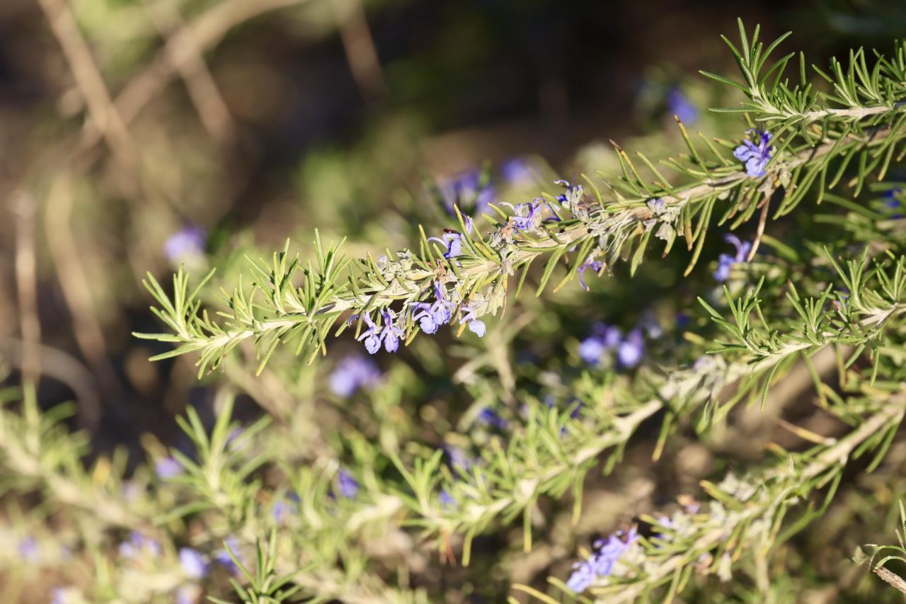 4559 Smoak Road Photo 21