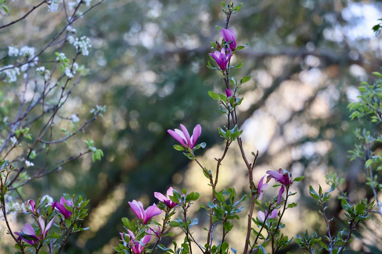 4559 Smoak Road Photo 25