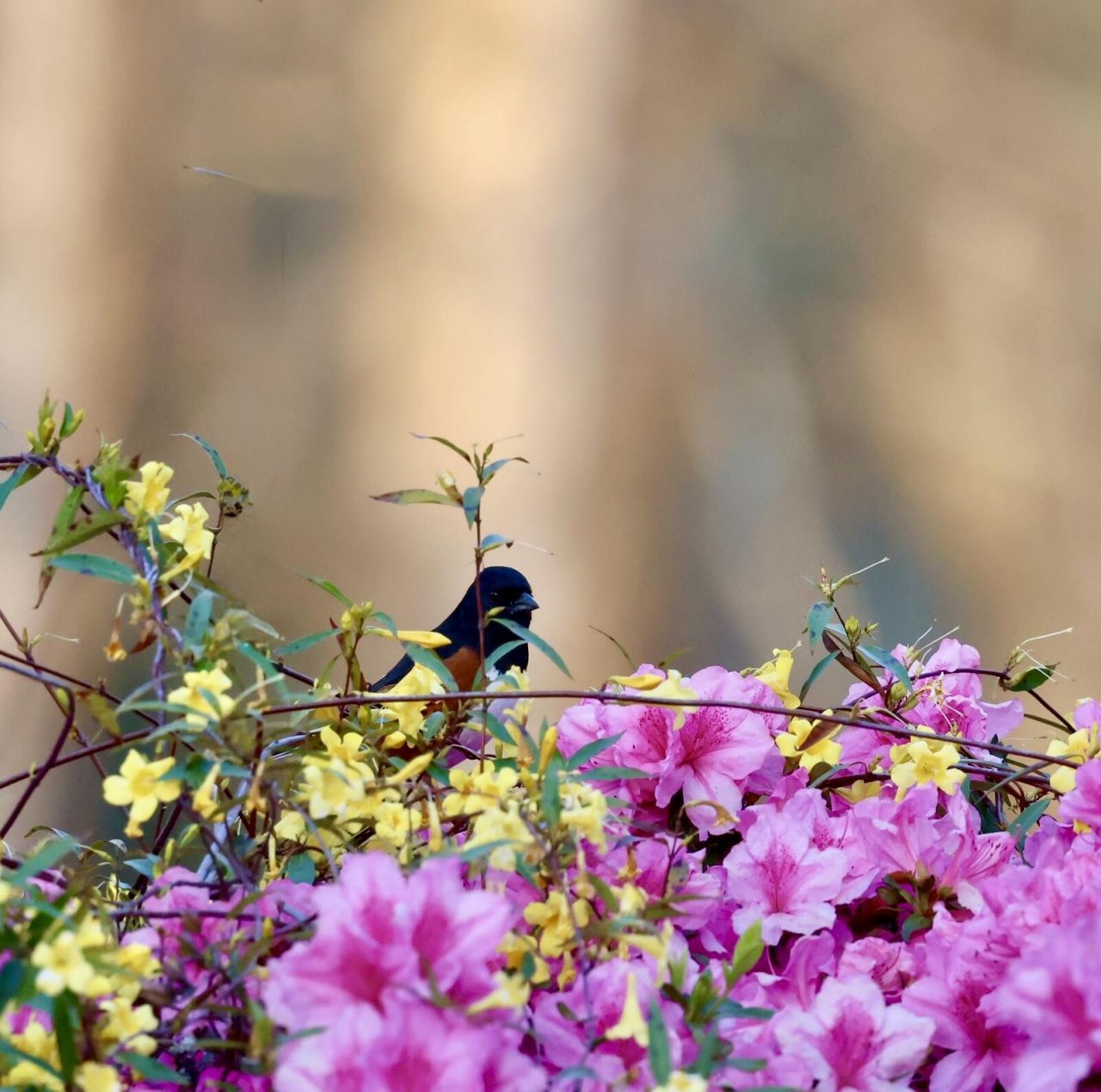 4559 Smoak Road Photo 26