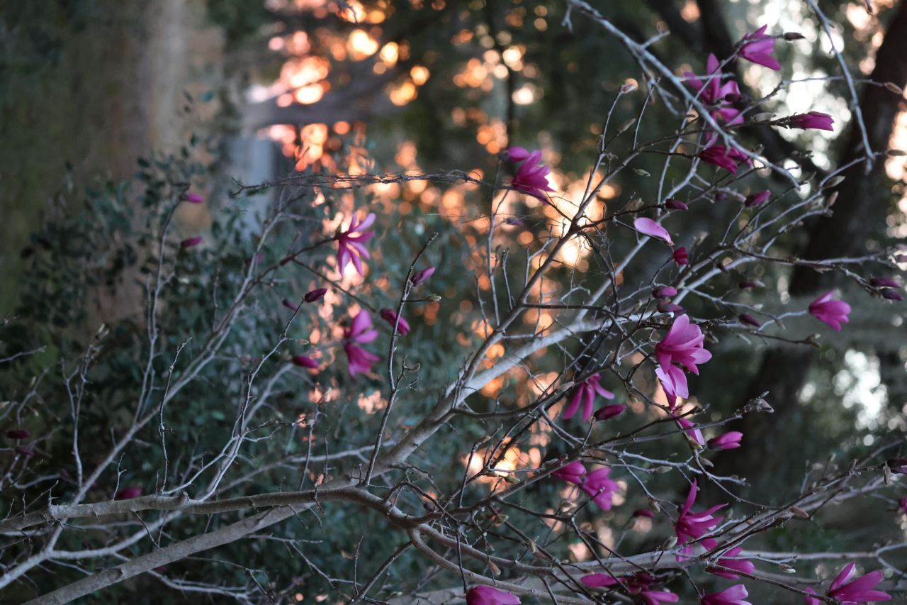 4559 Smoak Road Photo 27