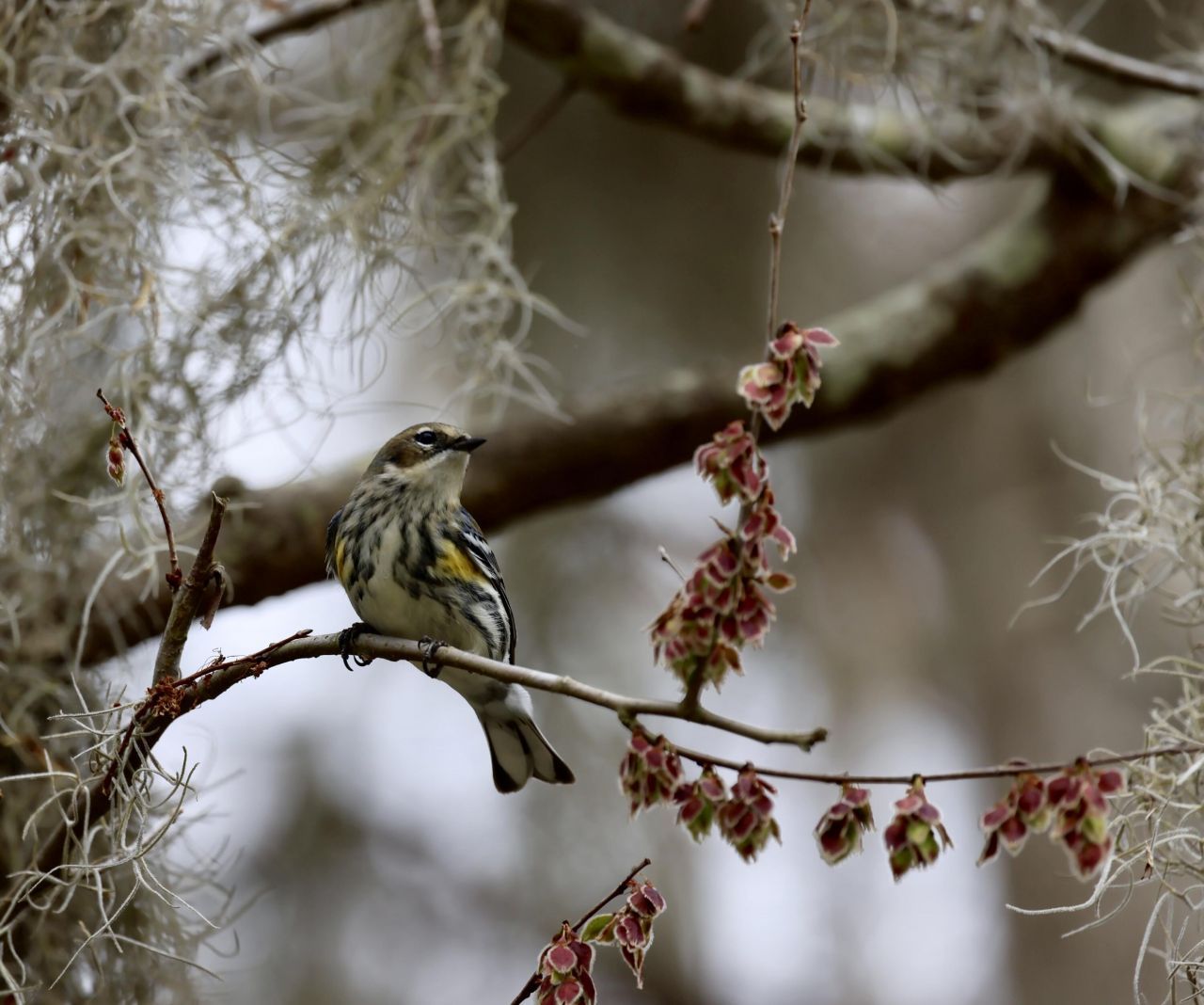 4559 Smoak Road Photo 9