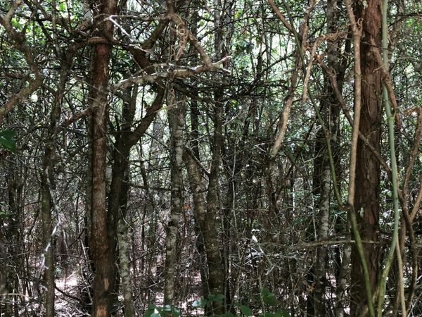 Parcel C Yellow River Baptist Church Road, Baker, FL 32531