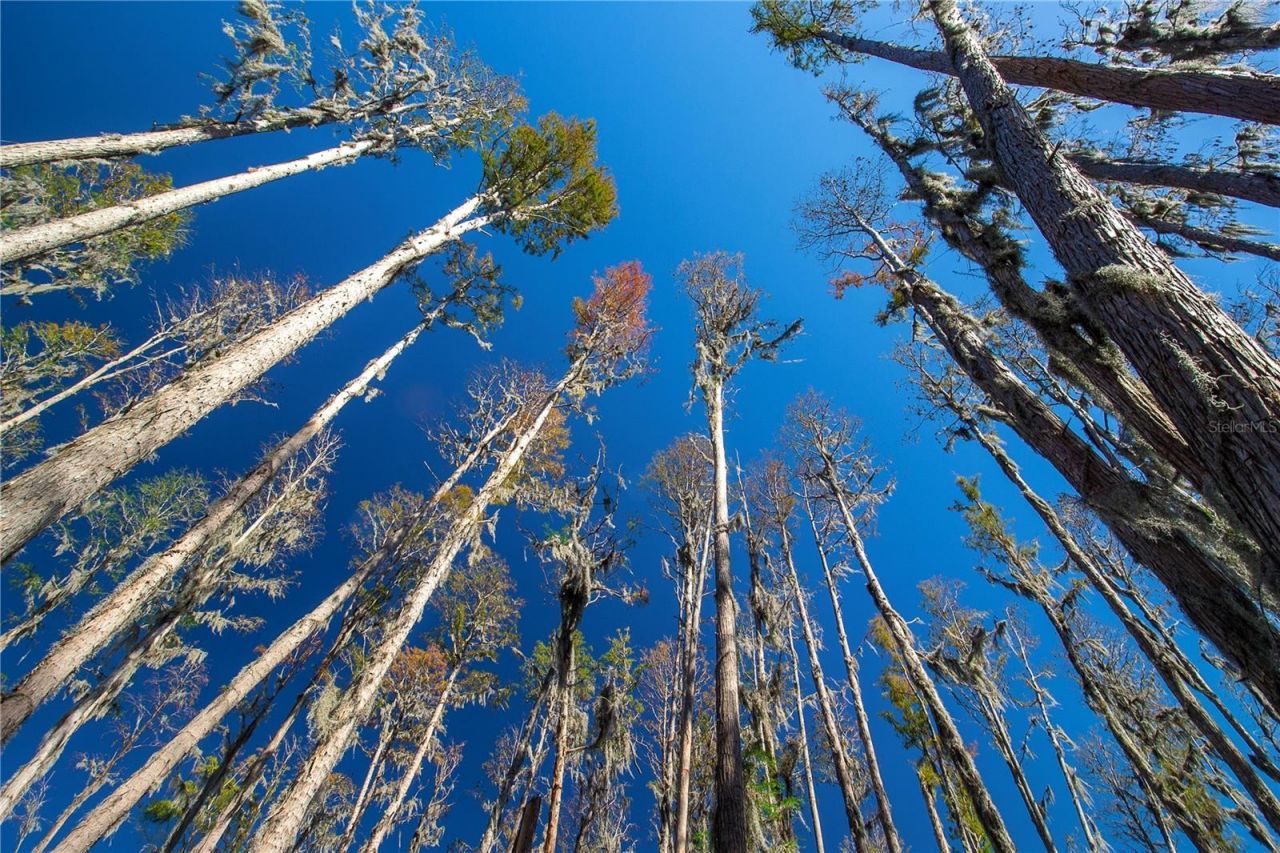 1 Alderman Turner Road, Wimauma, FL 33598 Photo