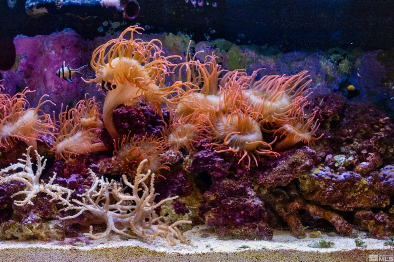 572 Rockrose Court, Incline Village, NV 89451 Photo