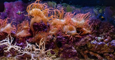 572 Rockrose Court, Incline Village, NV 89451 Photo