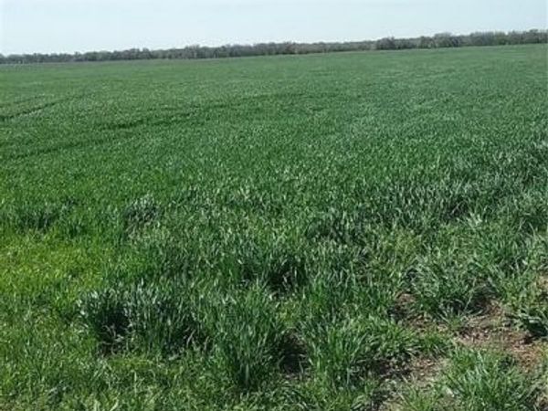 TBD Dale Acres Road, Milford, TX 76670