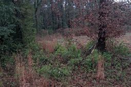 0 Popular Street photo 4