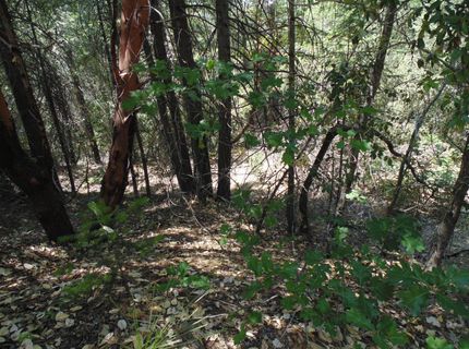 35-acres Balderson, Georgetown, CA 95634 Photo