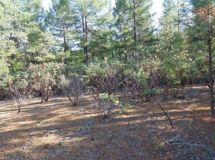 35-acres Balderson, Georgetown, CA 95634 Photo