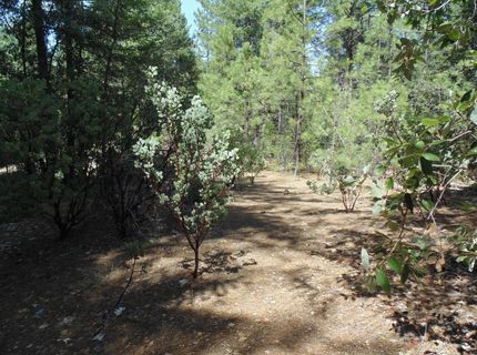 35-acres Balderson, Georgetown, CA 95634 Photo