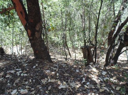 35-acres Balderson, Georgetown, CA 95634 Photo