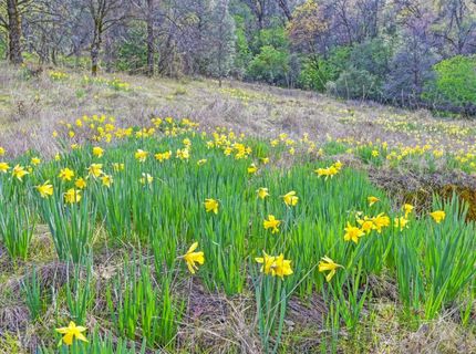 2500 N. View Ln, Placerville, CA 95667 Photo