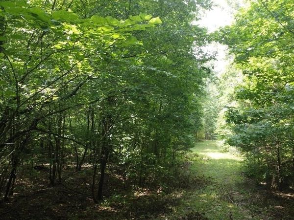 TBD Markerville Road, Story, AR 71970